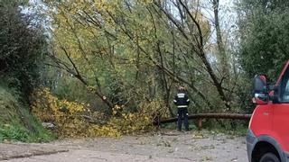Retiran dos árboles caídos en las carreteras de Mellanes y Grisuela