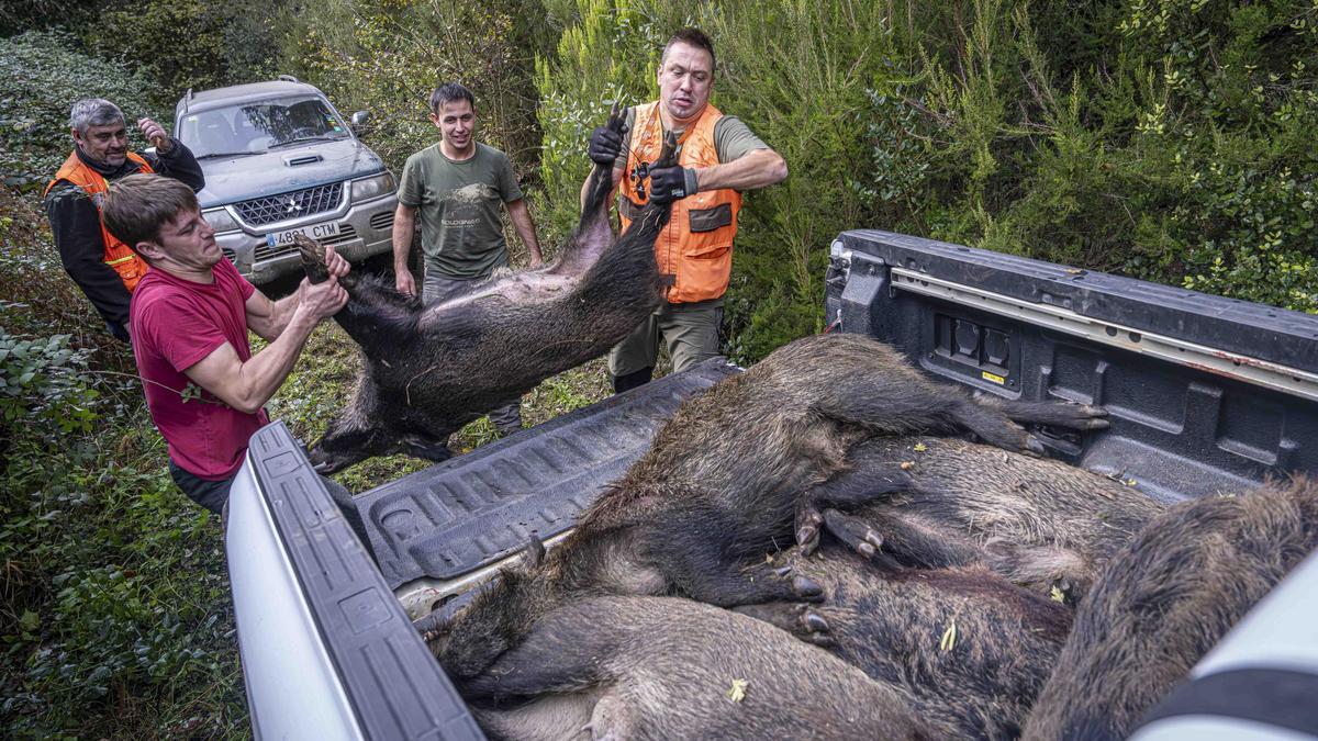 Dentro de una batida de jabalí: así trabajan los cazadores de Cassà de la Selva