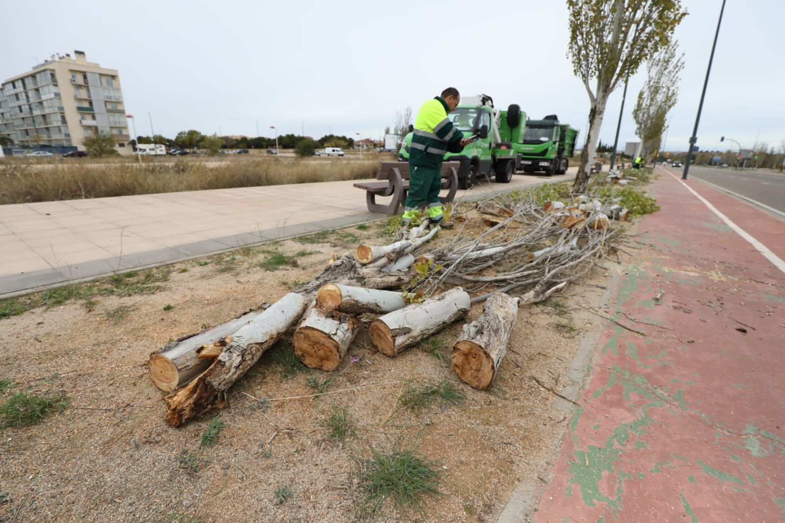 Retirada de árboles caídos tras la fuerte tormenta caída el lunes en Zaragoza