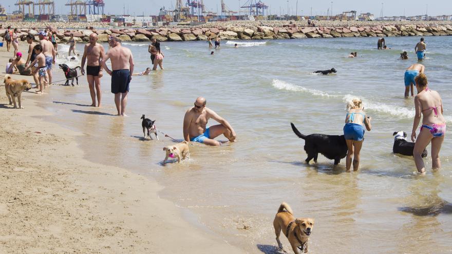 Valencia | Prohibidos los perros en las playas de la ciudad