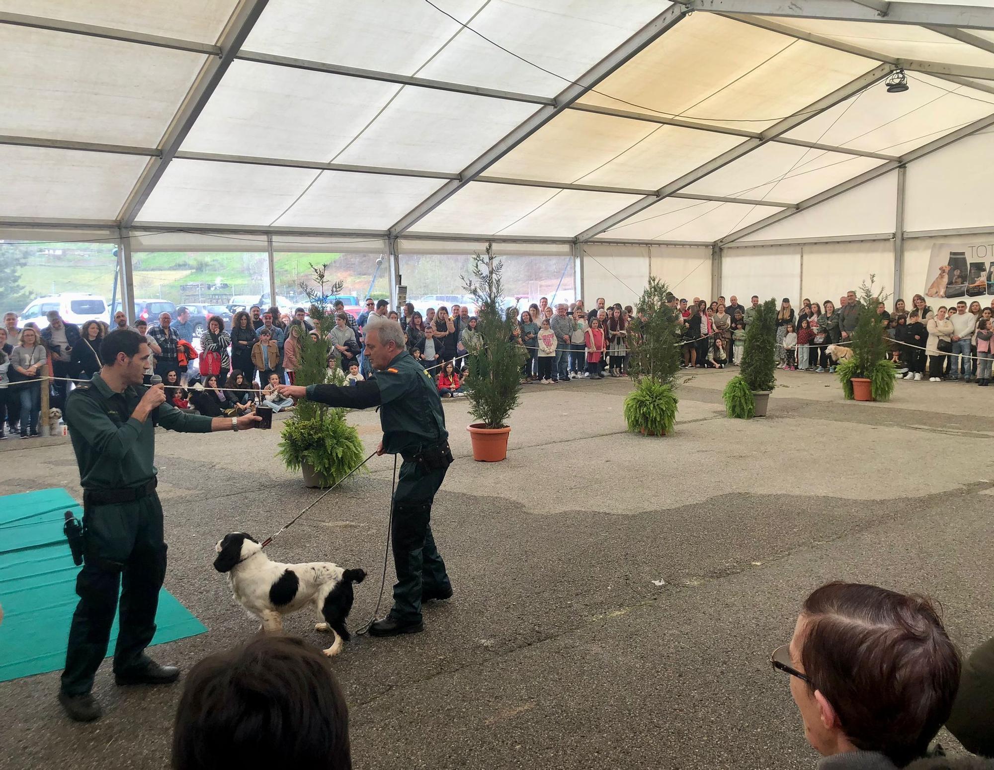 Éxito de público y animales en la 28ª Feria del Perro de Tineo