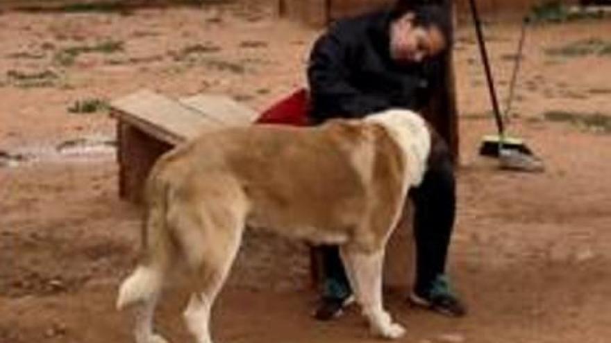 SOS Animales Sagunto supera los 40.000 apoyos contra la orden de cierre