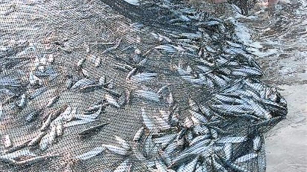 El verano es tiempo para recrear el amplio recetario del pescado azul.