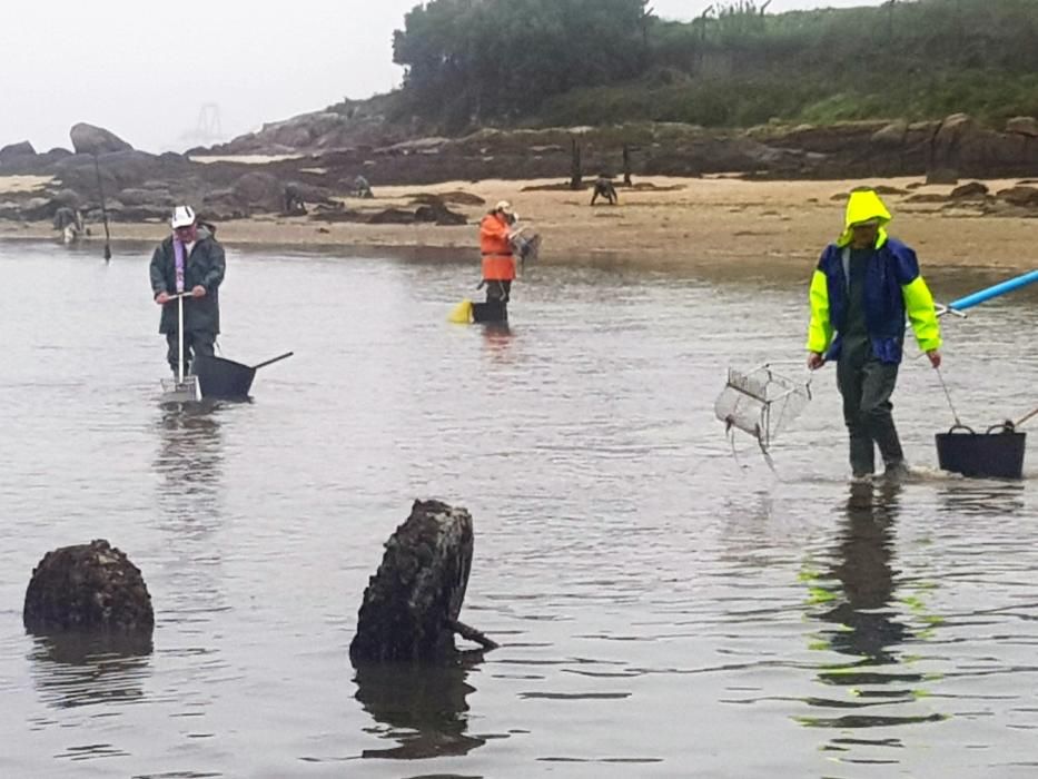 El marisqueo regresa a la ría.