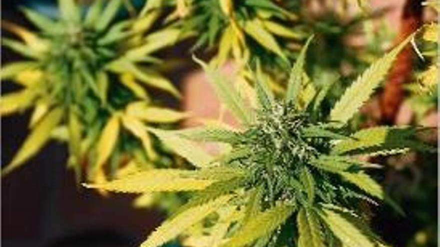 El fàrmac està basat en dues varietats de la planta del cànnabis.