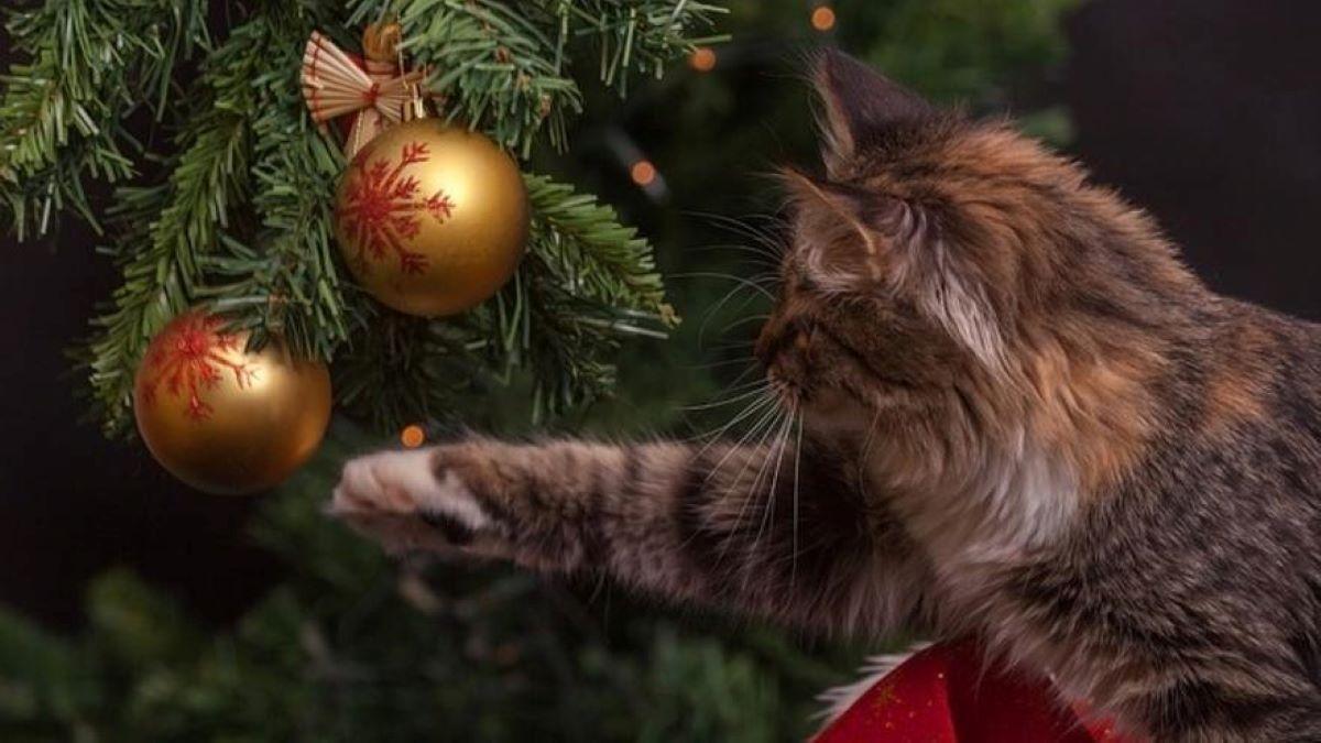 Un gato juega con una bola de Navidad.