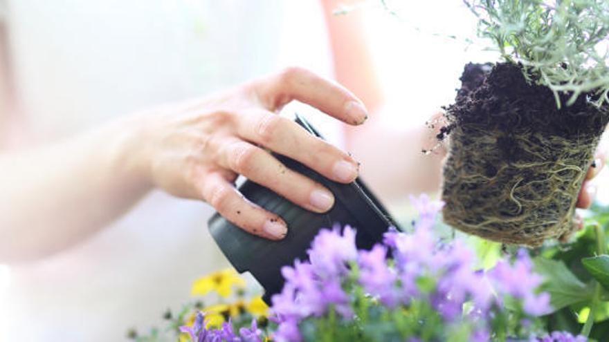 «Me quiere, no me quiere», una guia per cuidar les plantes i no matar-les de pena