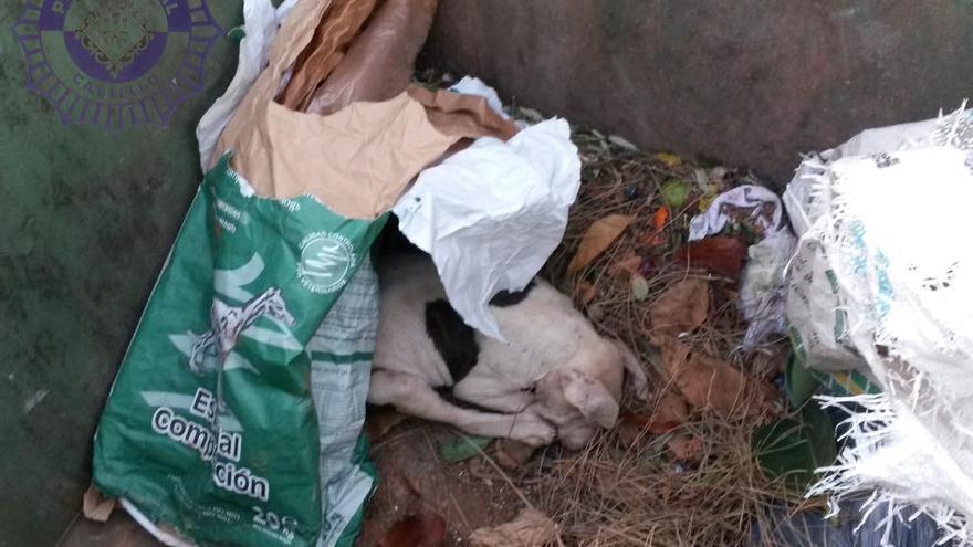 Dos imputados por la muerte de tres cachorros de perro tras tirarlos a un contenedor