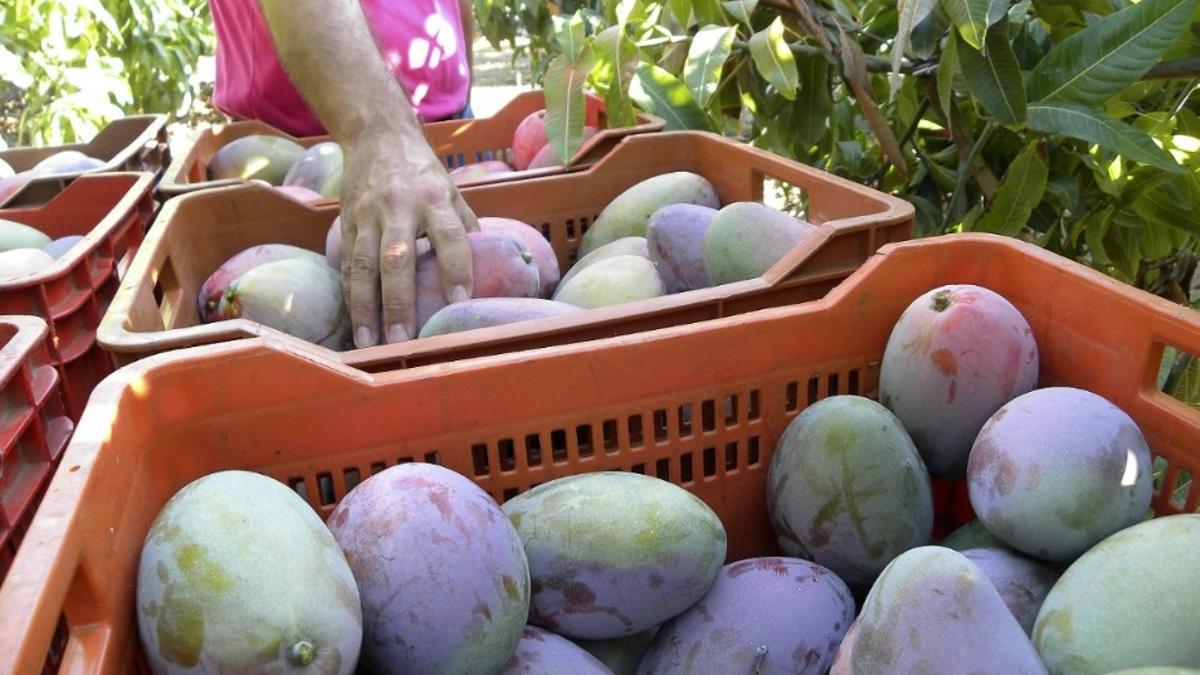 Agricultores durante la recogida de la producción de mango en la comarca malagueña de la Axarquía.