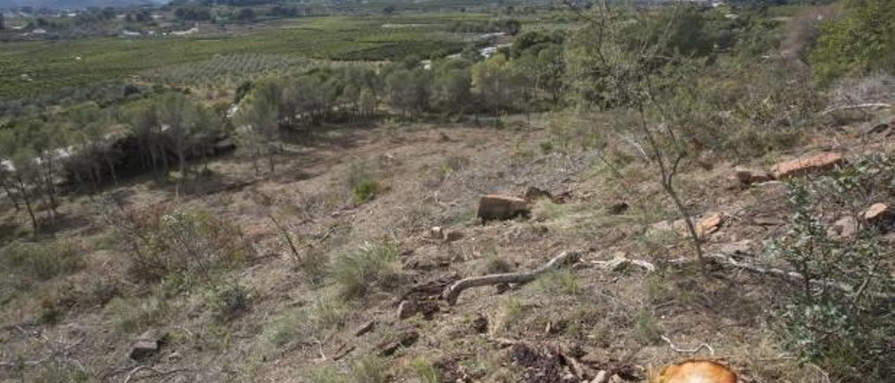 El «tomicus» y el calor revolucionan la temporada de caza en Morvedre