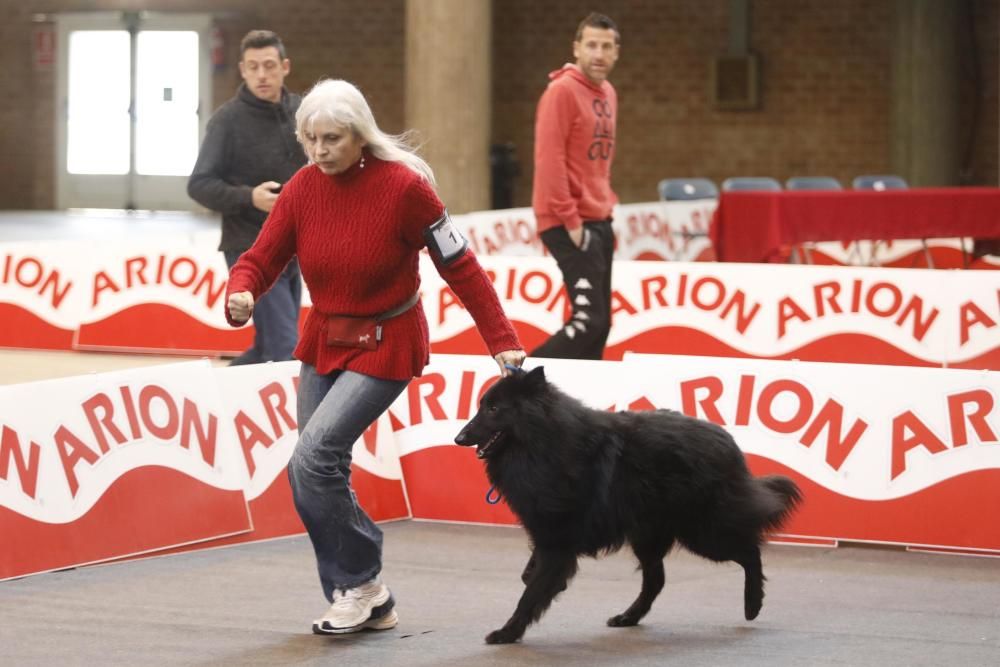 Expocanina 2018