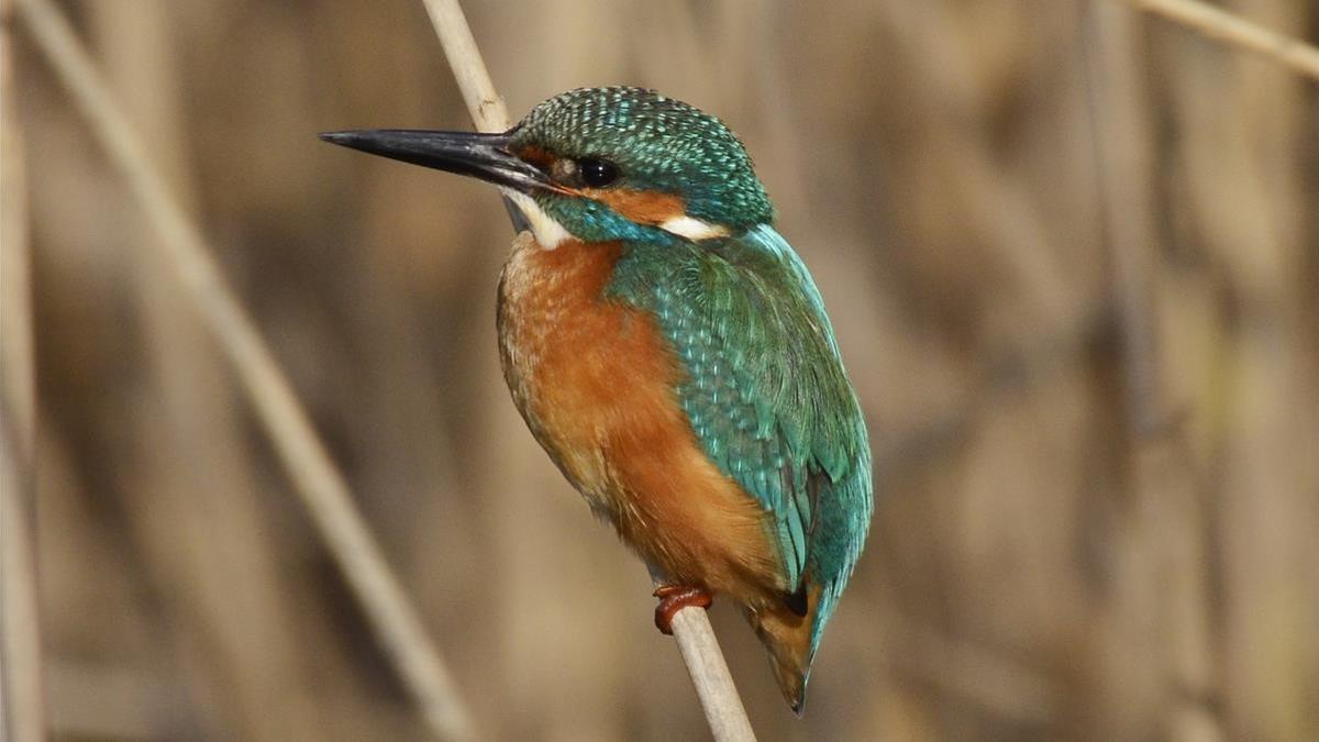 AVE PAJARO   Blauet ( Alcedo atthis )  FOTO JOSE MARIA GARCIA TAPI