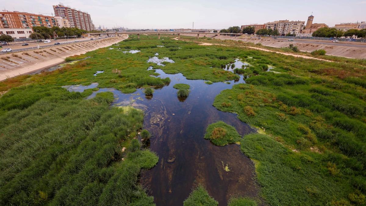 El cauce extiende ahora un manto verde a su paso por el término municipal de València