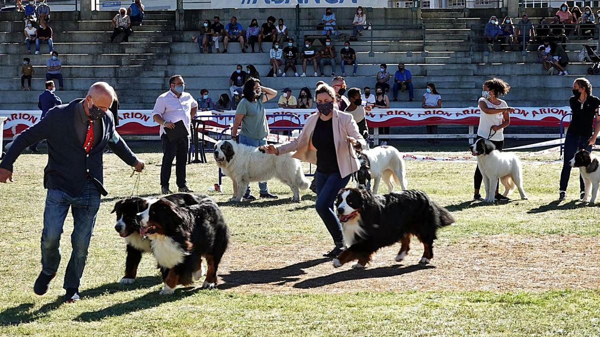 Ejemplares de boyero de Berna en una prueba de los concursos de belleza canina en la FIG.