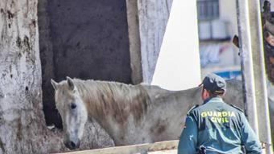 Un agente con uno de los caballos de la finca.