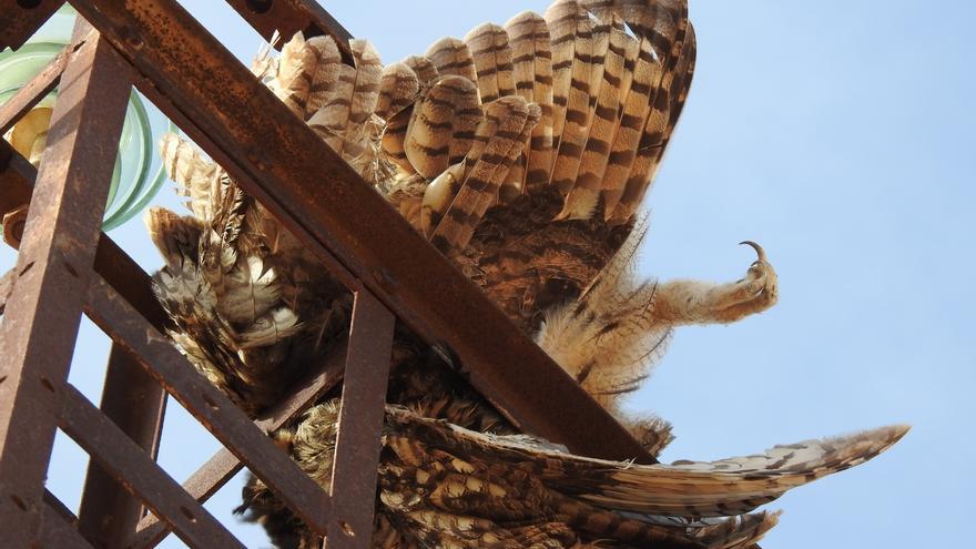 La mayoría de las aves muertas por electrocución carece de plan de protección en Murcia