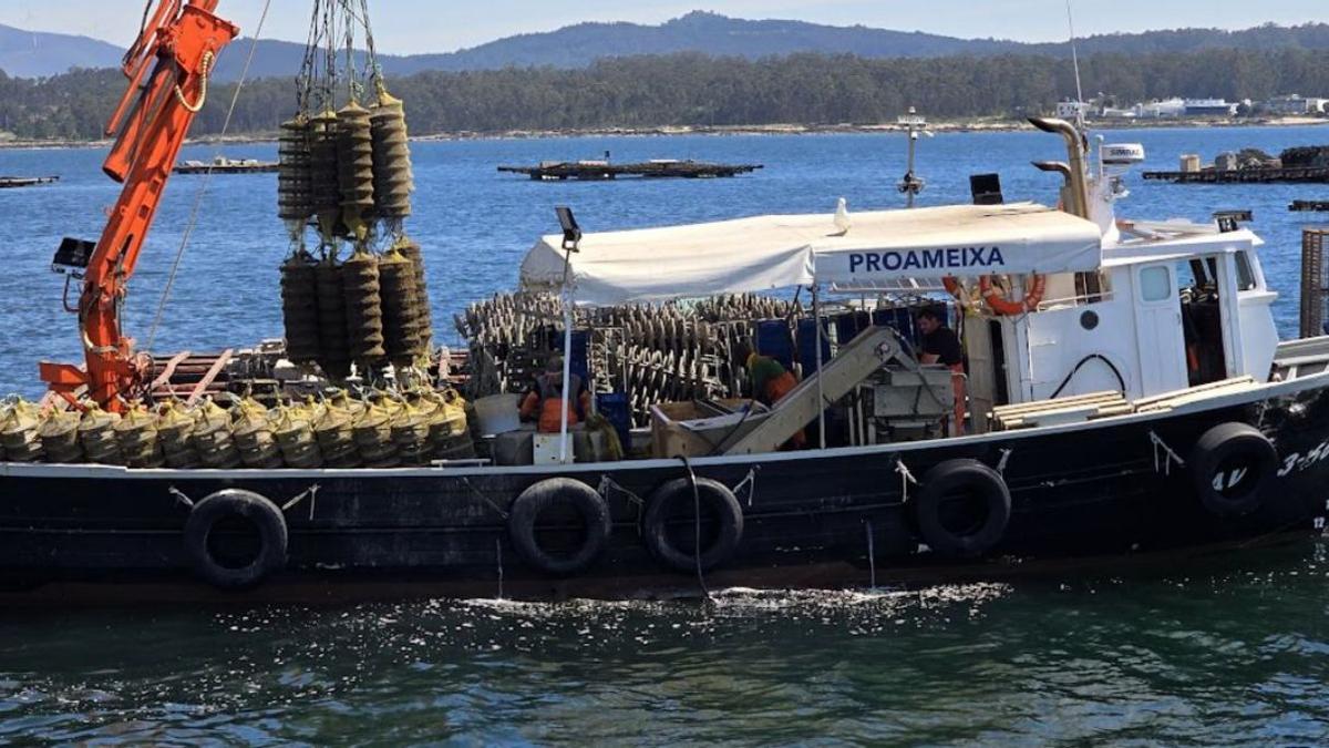 Un barco de Proameixa en pleno laboreo, en una batea de engorde de cría situada en O Grove.