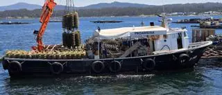 Mar avala en Arousa otro proyecto de preengorde de almeja en batea