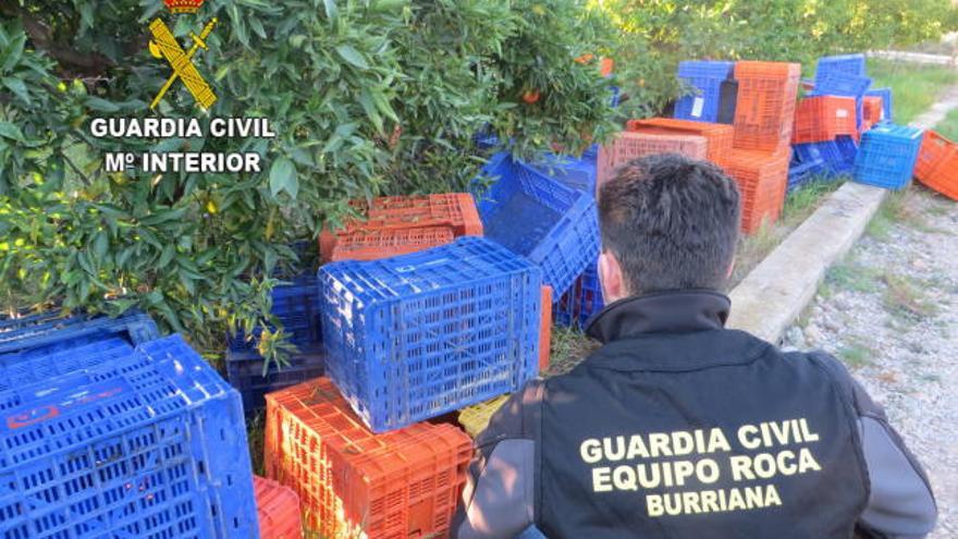 Detenidos por sustraer 8.000 kilos de naranja en Borriana