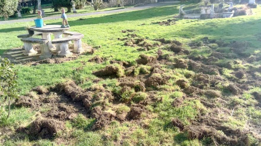 Destrozos de unos jabalies en una finca gijonesa.