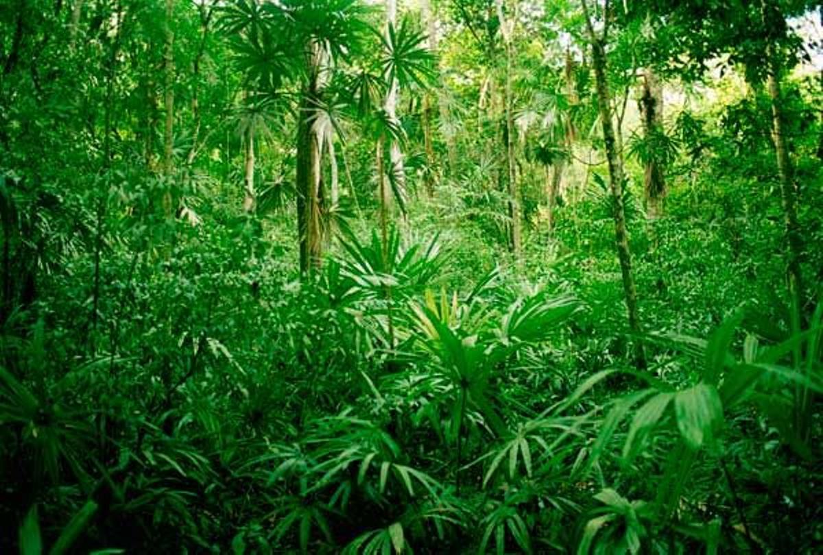 Jungla tropical en el Parque Nacional de Tikal