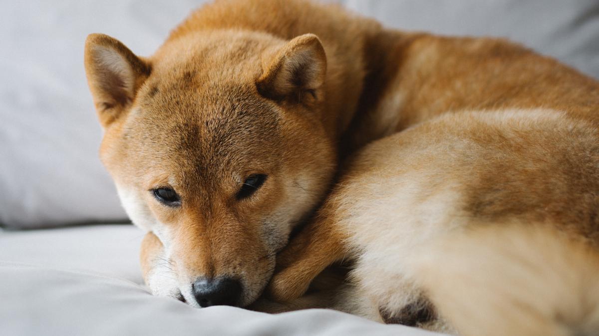 La raza de perros Shiba Inu suelen superar los 18 años.