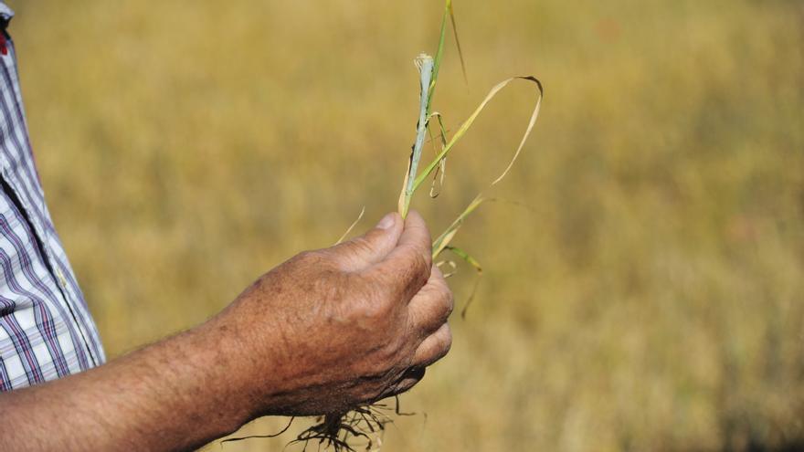 Archivo - Un agricultor muestra los efectos de la sequía en el cereal de Cella.