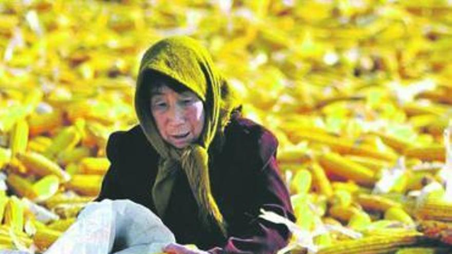 Una campesina china recoge mazorcas de maíz.