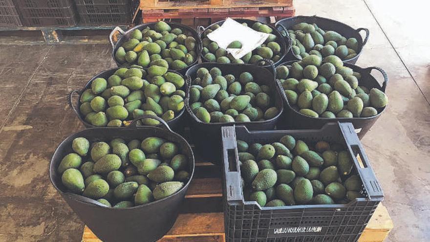 Parte de la fruta recuperada el pasado mes por agentes de la Guardia Civil y que fue devuelta a sus dueños.