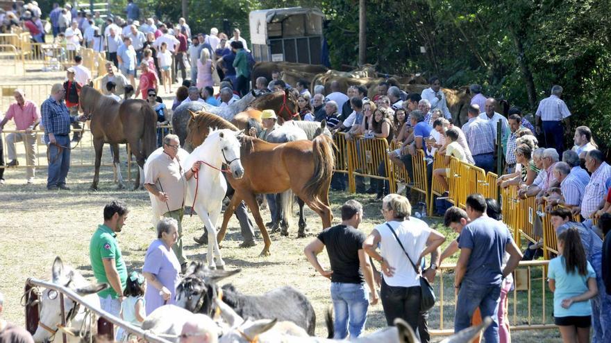 El certamen de ganado de San Martín del Rey Aurelio reunirá este año 483 reses en El Florán