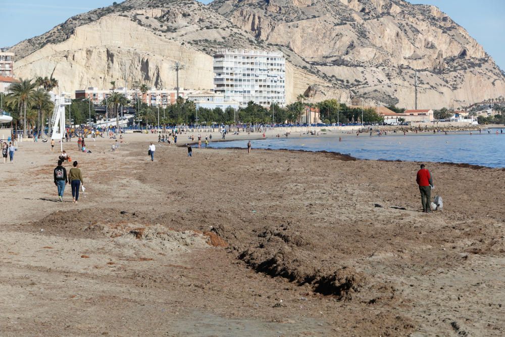 Alicantinos y turistas disfrutan a 20 grados de un