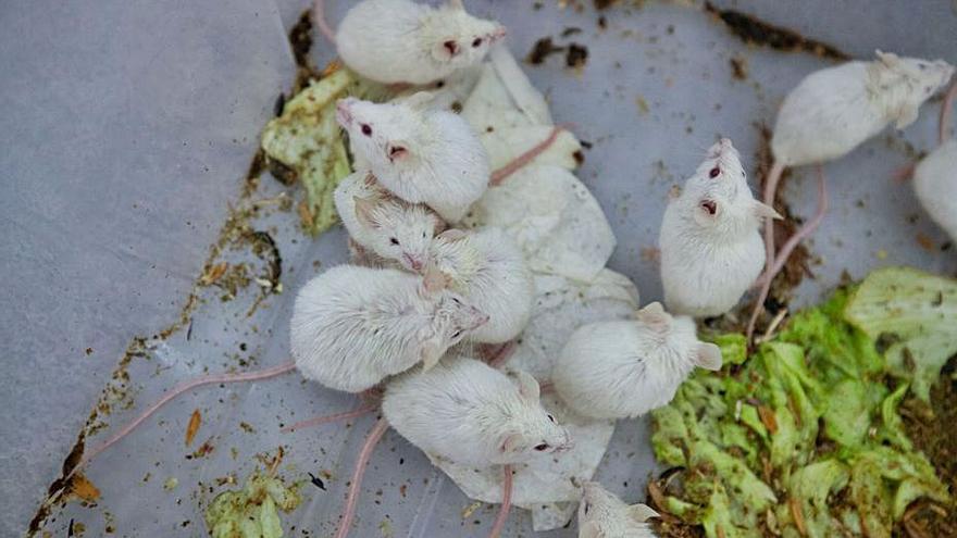 Imagen de los ratones enviados por el Cofib. | V.M.