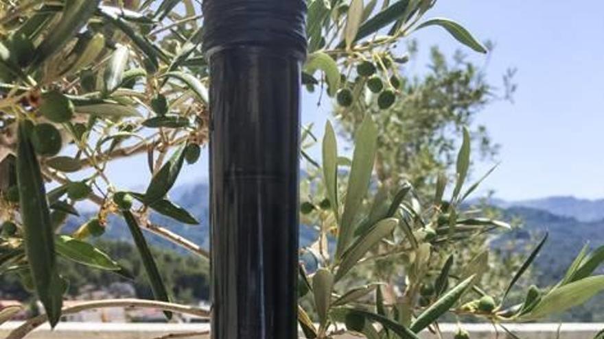 Aceite de oliva de Tramuntana personalizado