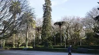 As árbores senlleiras de Santiago: do abeto que plantou Eva Perón ao xinkgo máis antigo de España