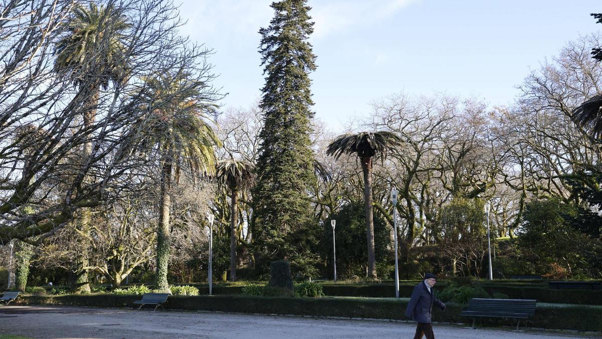O abeto do Cáucaso, plantado por Eva Perón na Alameda de Santiago