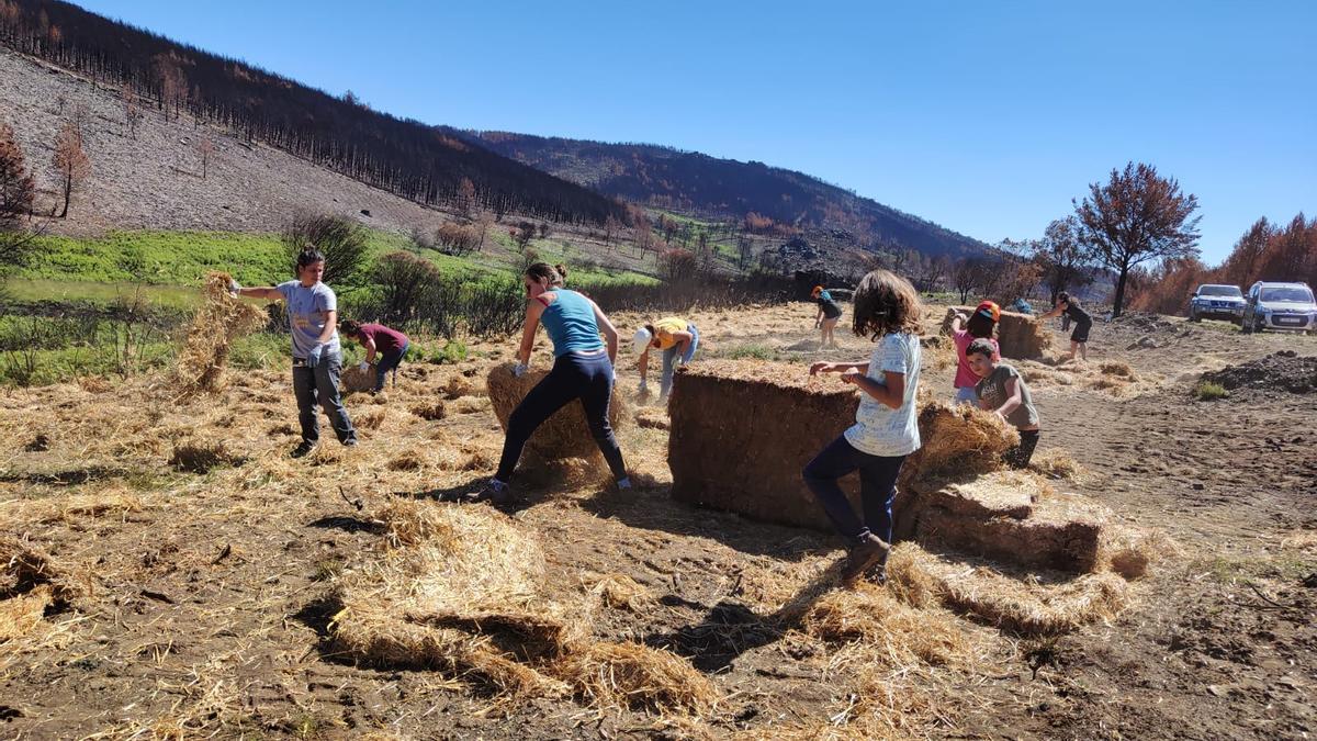 Los voluntarios esparcen la paja en un monte calcinado por el incendio de la Sierra de la Culebra.