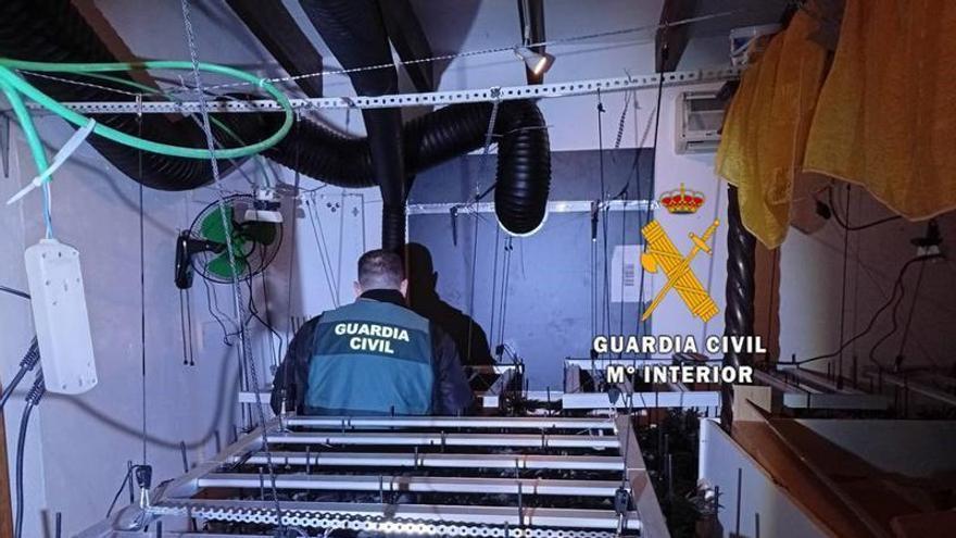 Desmantelada una plantación de marihuana en una vivienda rural de la Axarquía