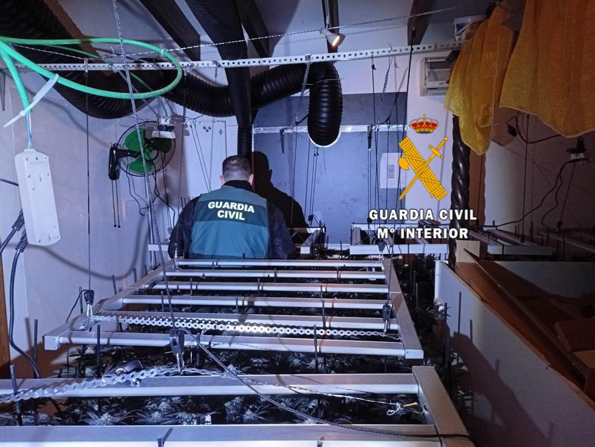 Un agente inspecciona la plantación.