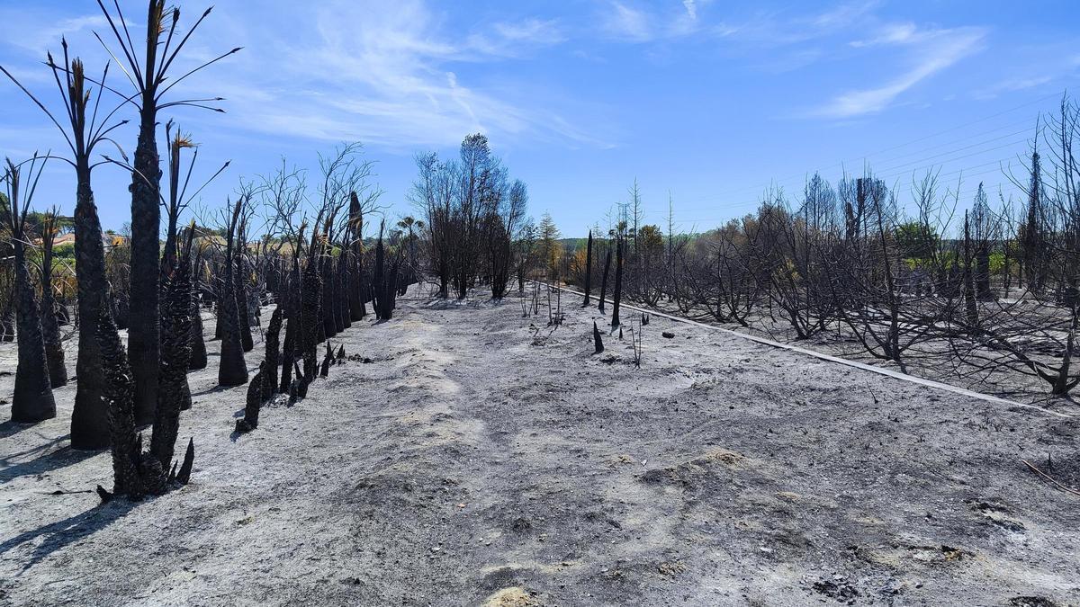 Superficie calcinada en el incendio forestal declarado ayer en Riba-roja.