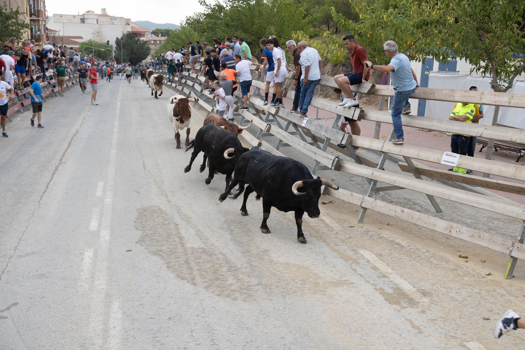 Tercer encierro de la Feria Taurina del Arroz en Calasparra