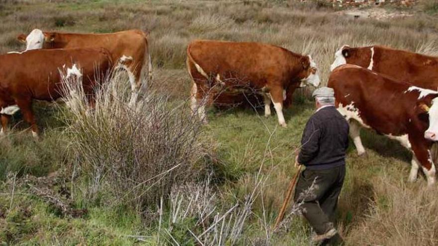 El concejal Manuel Refoyo camina entre vacas de la raza Fleckvieh una semana después de llegar a Almaraz procedentes de Austria.