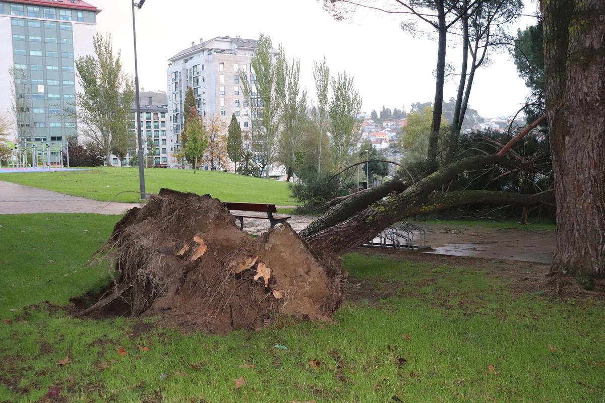 Un árbol de grandes dimensiones se vino abajo en el parque Angelita Paradela.