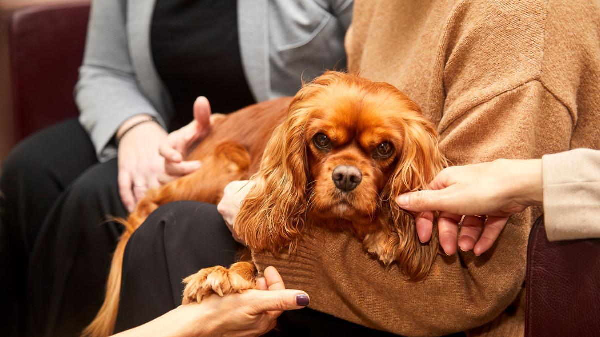Uno de los perros que participan en la iniciativa de Áltima