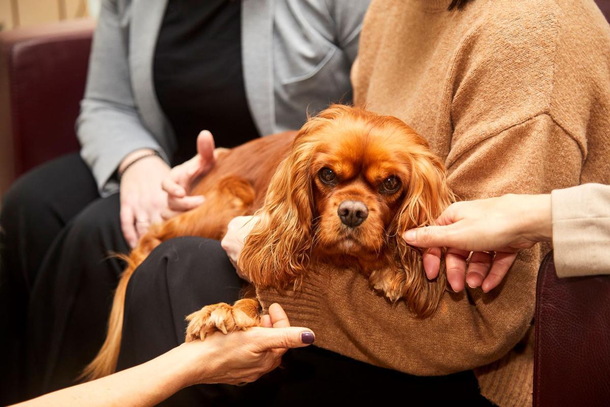 Uno de los perros que participan en la iniciativa de Áltima Uno de los perros que participan en la iniciativa de Áltima
