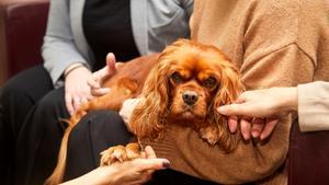 Uno de los perros que participan en la iniciativa de Áltima