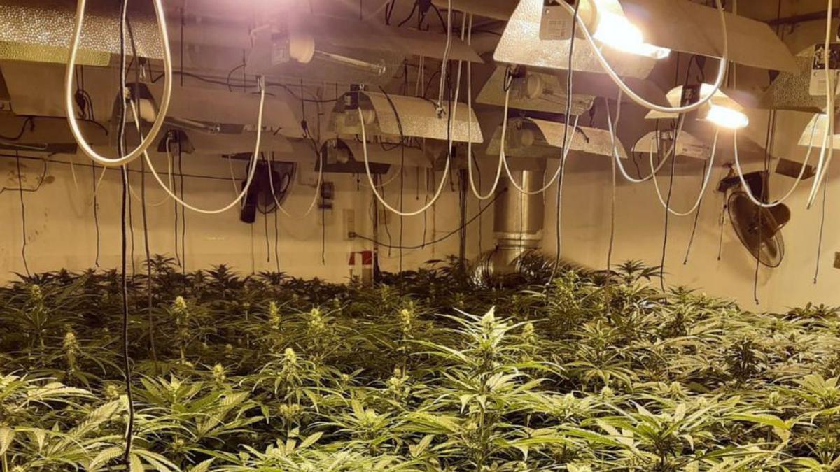 Plantación de marihuana en la provincia de Málaga. | L.O.