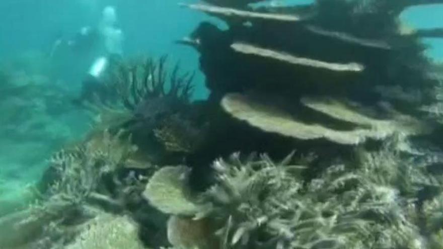 La Gran Barrera de Coral australiana se despobla