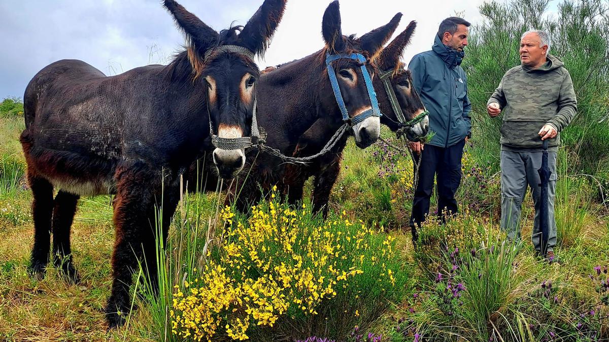 GALERÍA | Los burros zamoranos "toman" los Arribes