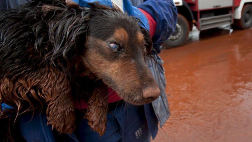 Un perro rescatado de una inundación de lodo rojo