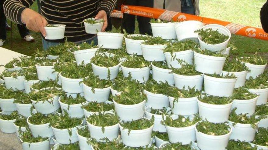 Bols plens de xicoies recol·lectades als prats del Pirineu en el desaparegut Aplec de la Xicoia de la Cerdanya